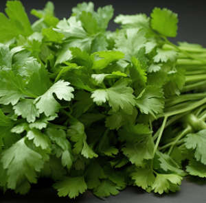 Fresh Coriander